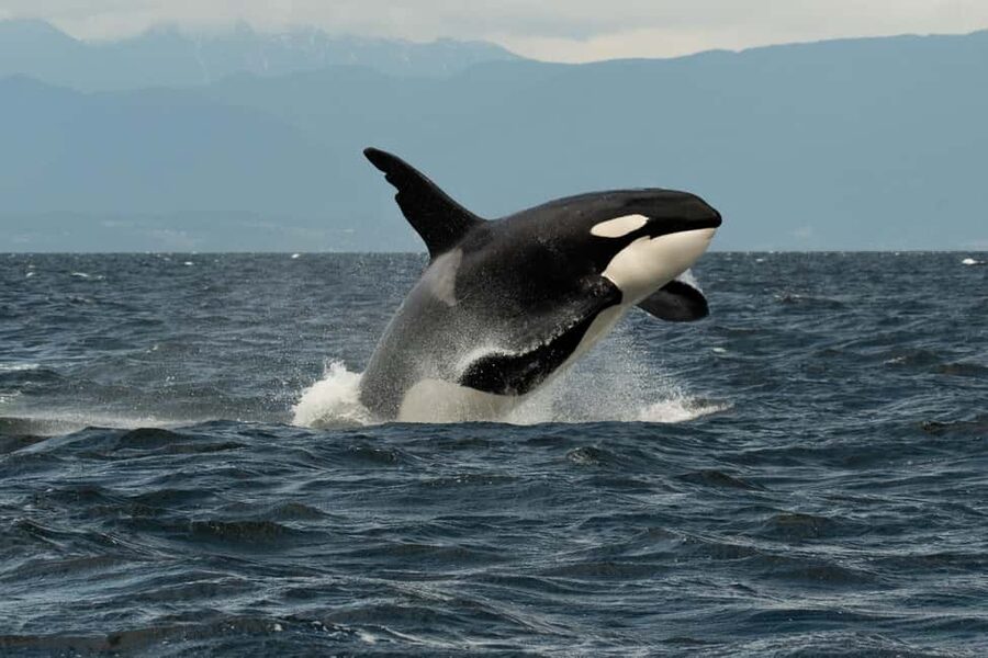 Vancouver: Zodiac Whale Watching Tour from Granville Island - Price and Value: Is $179 Worth It?