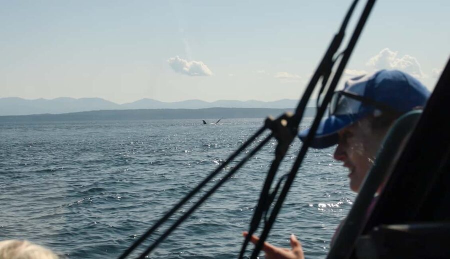 Vancouver: Zodiac Whale Watching Tour from Granville Island - Who This Zodiac Tour Fits Best (and Who Should Skip It)