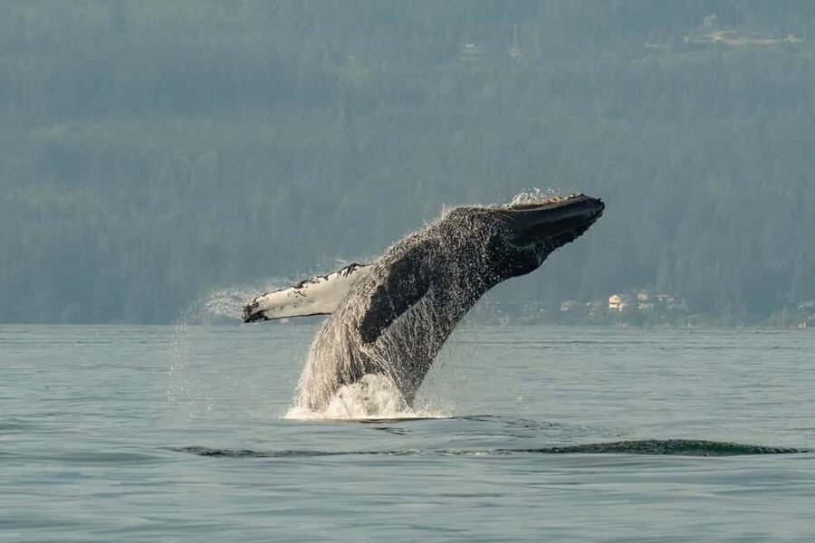 Vancouver: Zodiac Whale Watching Tour from Granville Island - Safety Briefing Takes Time, But It Sets You Up to Enjoy It