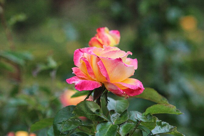 VanDusen Botanical Garden Admission Ticket - How long to spend: 2 hours is nice, more is better
