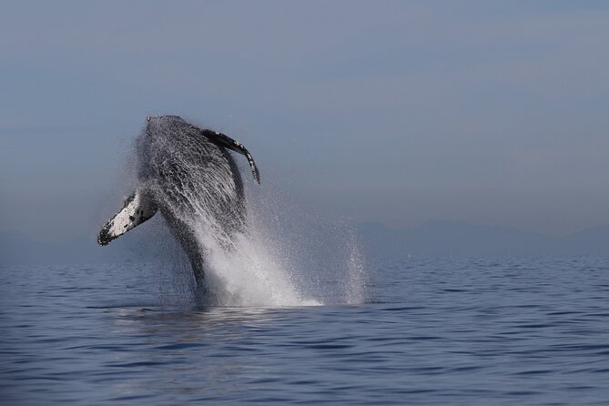 Whale Watching Adventure from Vancouver BC - Key things I’d bookmark before you go