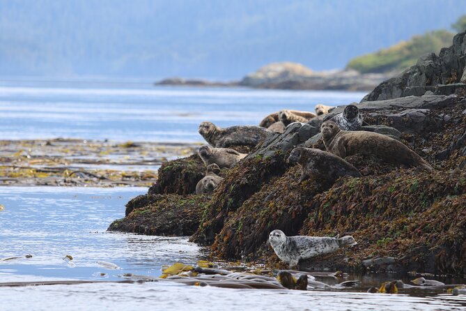 Whale Watching Adventure from Vancouver BC - Vancouver Whale Watching That Starts in Steveston Village