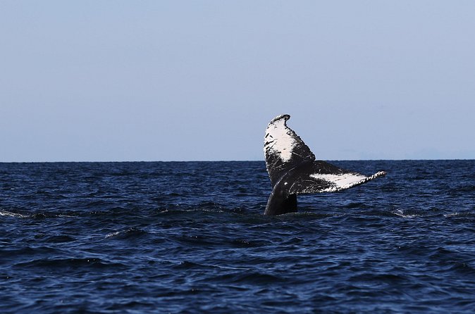 Whale Watching Adventure from Vancouver BC - What You Might See: Killer Whales, Humpbacks, and Friends