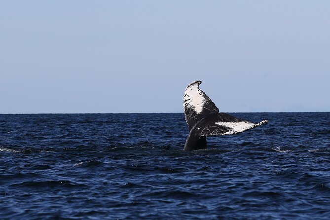 Whale Watching Adventure from Vancouver BC - Staying Warm, Dry, and Ready for Photos