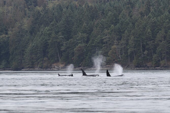 Whale Watching Adventure from Vancouver BC - Price and Value: Is $184 Worth It?