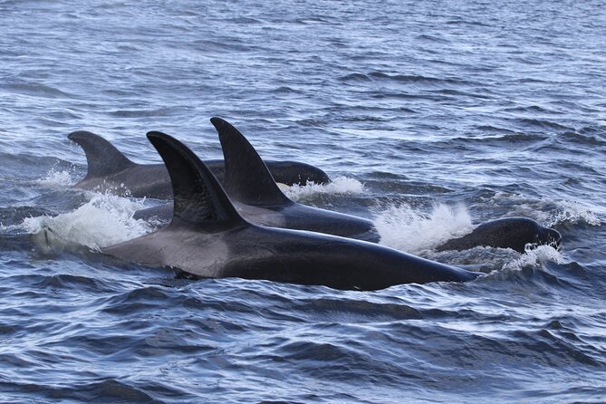 Whale Watching Adventure from Vancouver BC - Route Over the Georgia Strait, Into the Gulf Islands