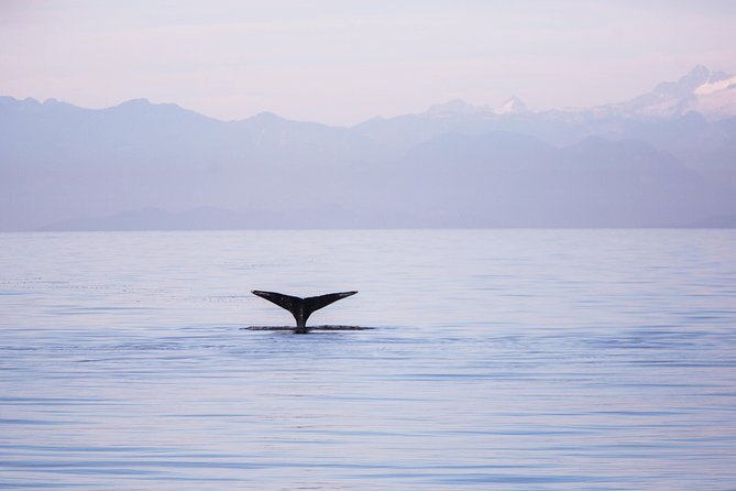 Whale-Watching Tour from Vancouver - What you really get for the 3 to 5 hour time window