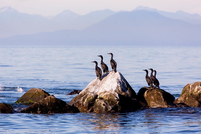 Whale-Watching Tour from Vancouver - Practical tips that make your whale watch better