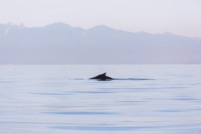 Whale-Watching Tour from Vancouver - Should you book this Vancouver whale-watching cruise?
