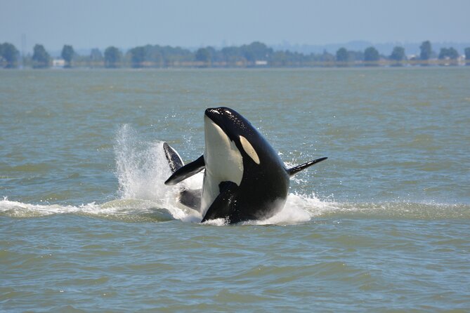 Wild Whale Watching Experience - Open Air Vessel - Eagle Eyes open-air boat plus the anti-exposure suit