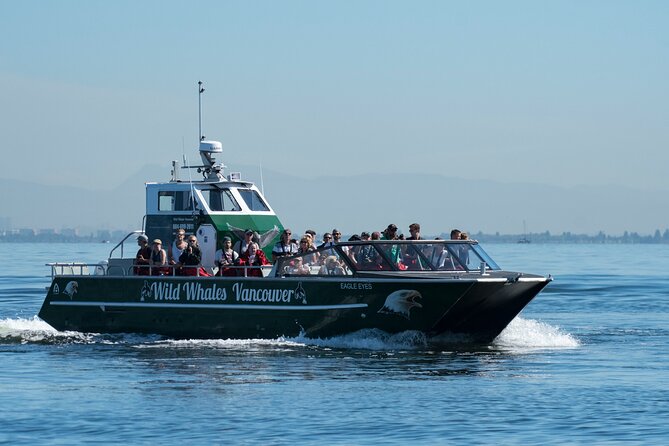 Wild Whale Watching Experience - Open Air Vessel - Marine naturalist coaching and whale ID you can actually use