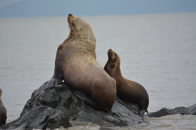 Wild Whale Watching Experience - Open Air Vessel - Beyond whales: sea lions, porpoises, seals, and seabirds