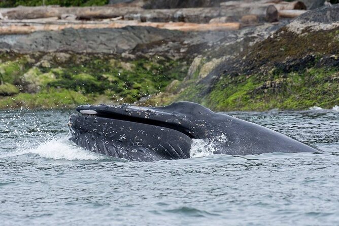 Wild Whale Watching Experience - Open Air Vessel - Price and value: is $169.74 worth it?