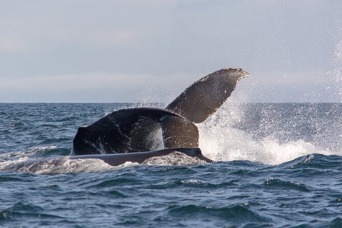 Wild Whale Watching Experience - Open Air Vessel - Who this whale watching tour suits best