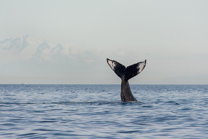 Wild Whale Watching Experience - Open Air Vessel - The whale hunt: orcas, humpbacks, minke, and gray whales